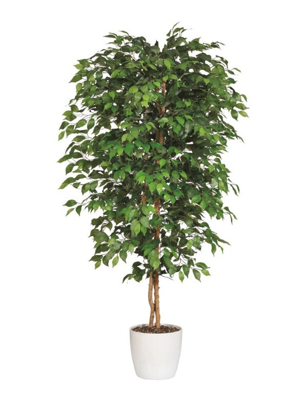 Ficus Benjamina